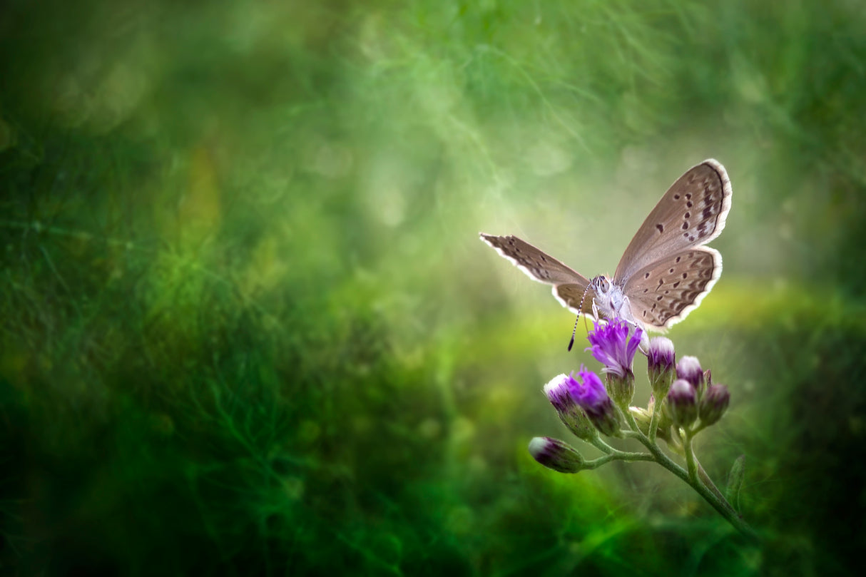 Hidden Beauty Poster och Canvastavla