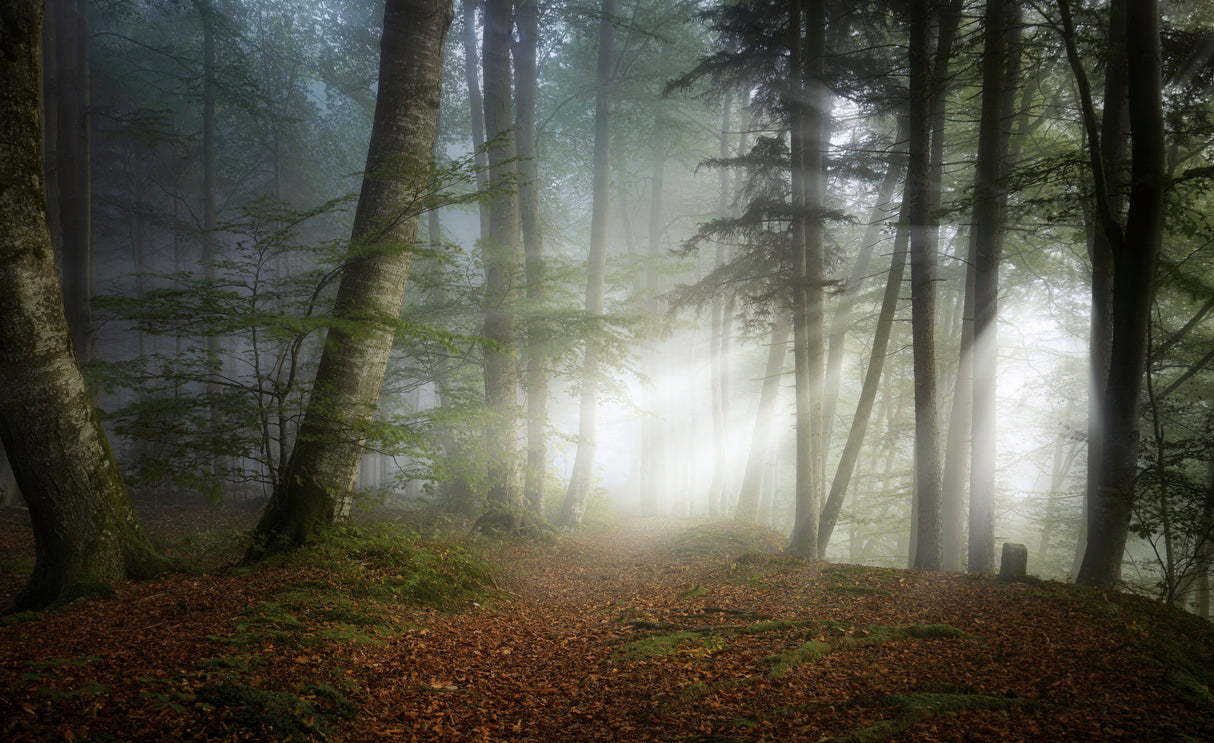 Early Fall Poster och Canvastavla