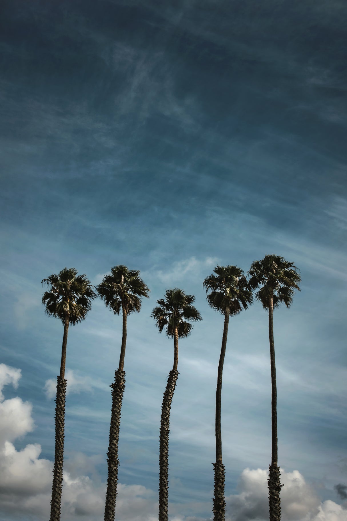 Five Palms Poster och Canvastavla