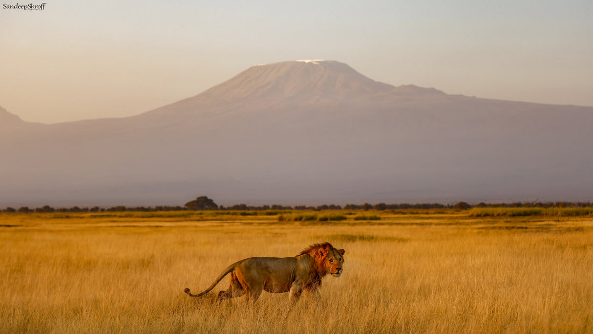 Male lion and Mt Kilimanjaro Poster och Canvastavla