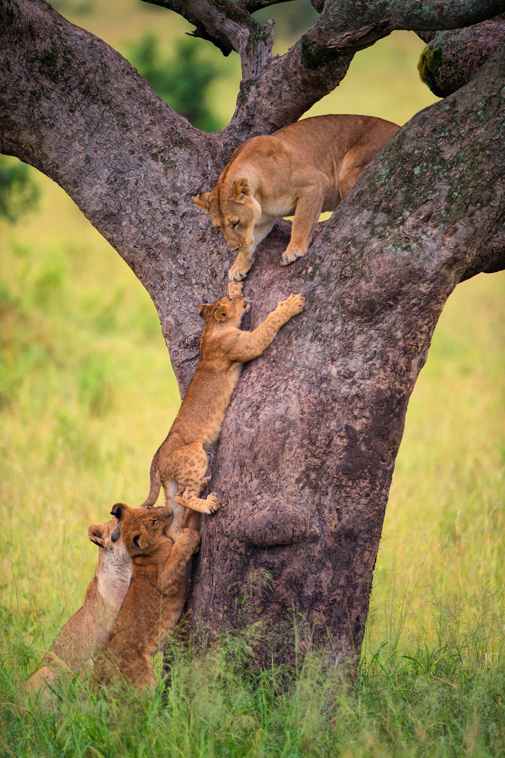Climbing Cub Poster och Canvastavla