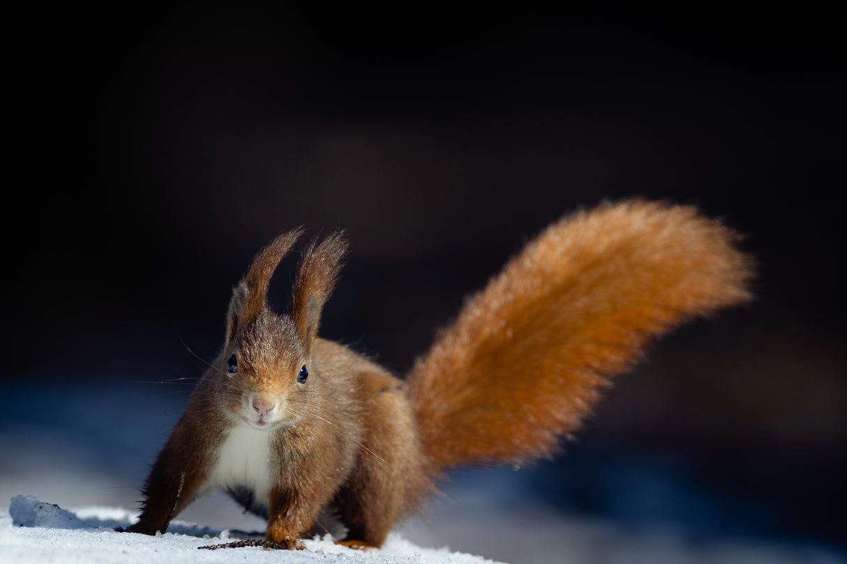Dynamic Squirrel Poster och Canvastavla
