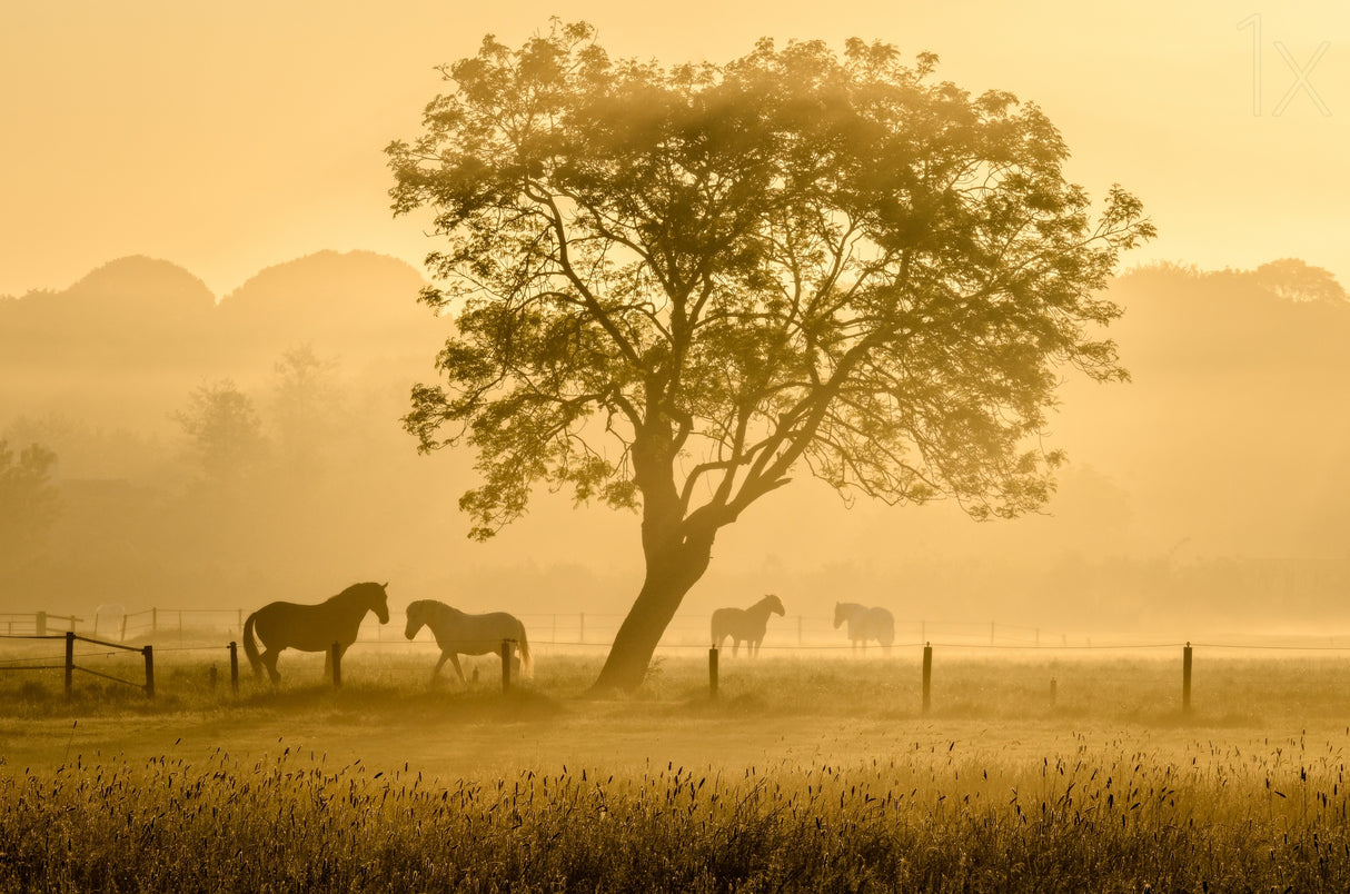 Golden Horses Poster och Canvastavla