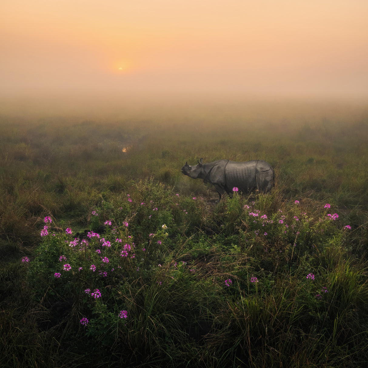 Indian One Horned Rhino Poster och Canvastavla
