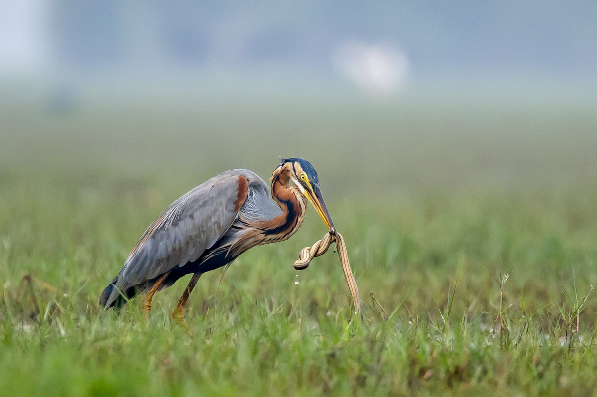 Purple Heron with its catch Poster och Canvastavla