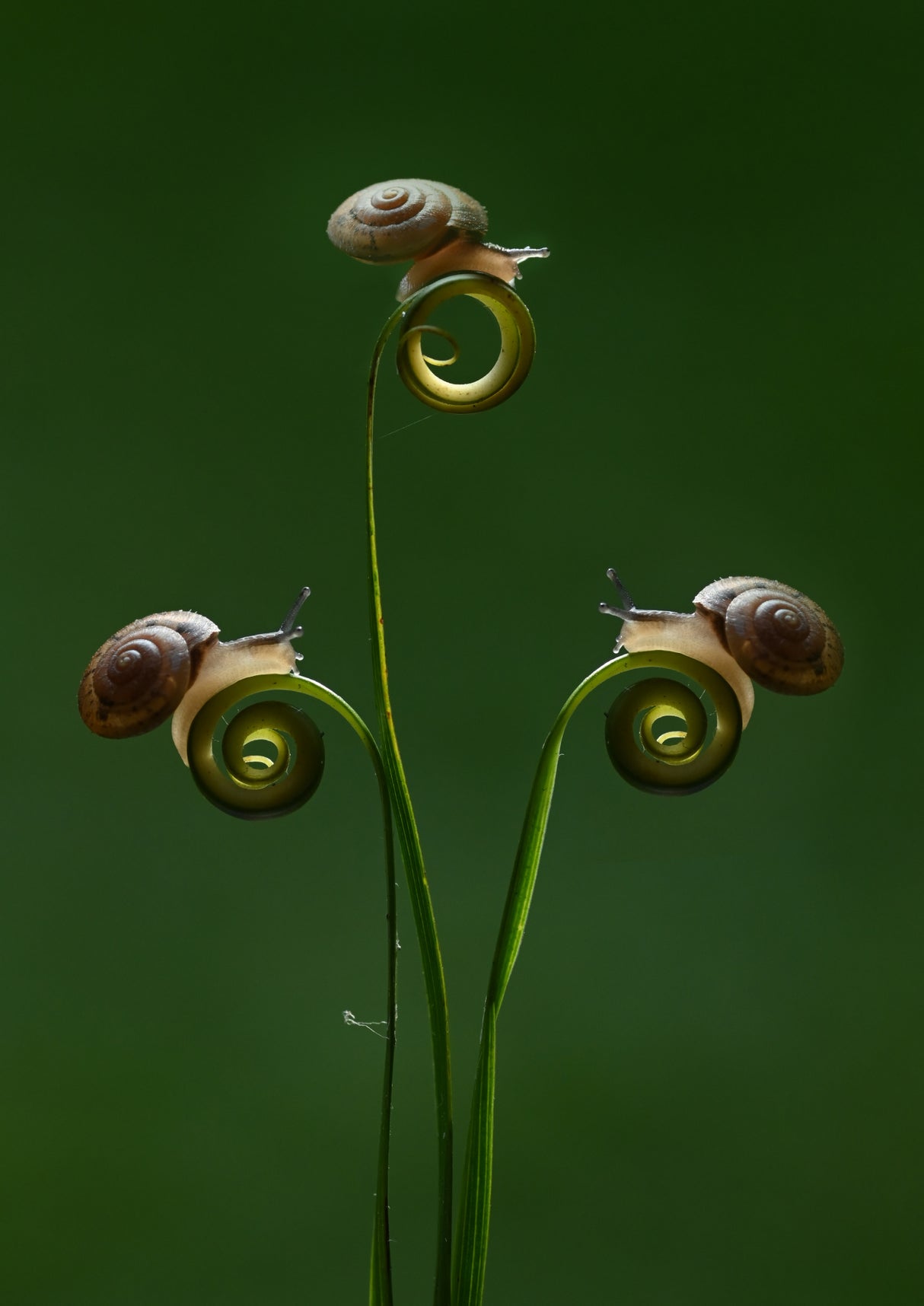 Three little snails Poster och Canvastavla