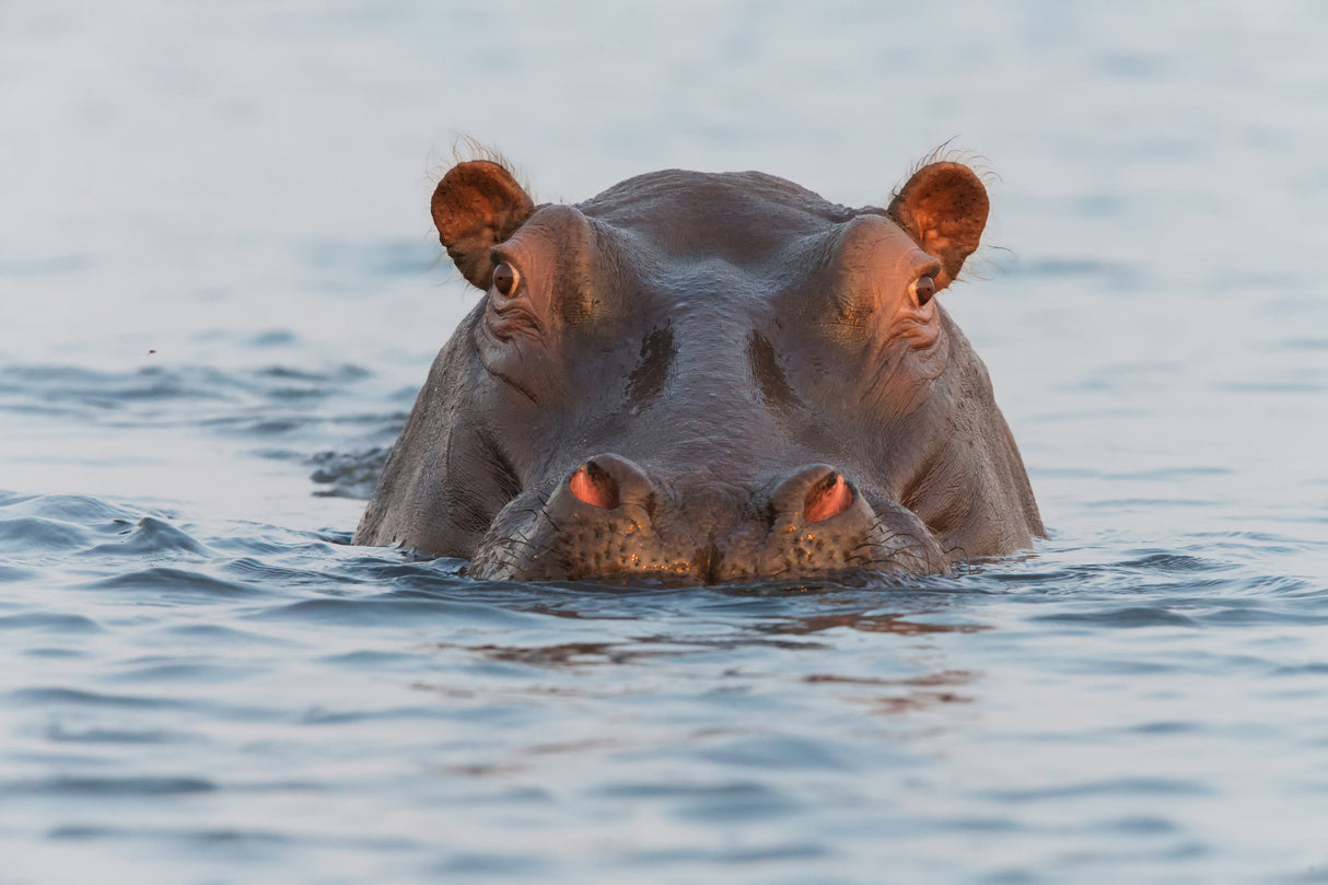 On Chobe River Poster och Canvastavla