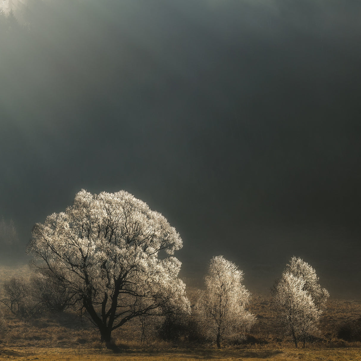 Brilliant Trees Poster och Canvastavla
