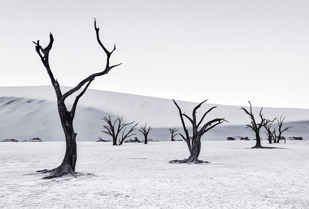 Deadvlei Poster och Canvastavla