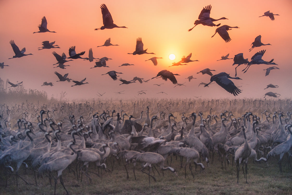 "Cranes at sunrise" series Poster och Canvastavla