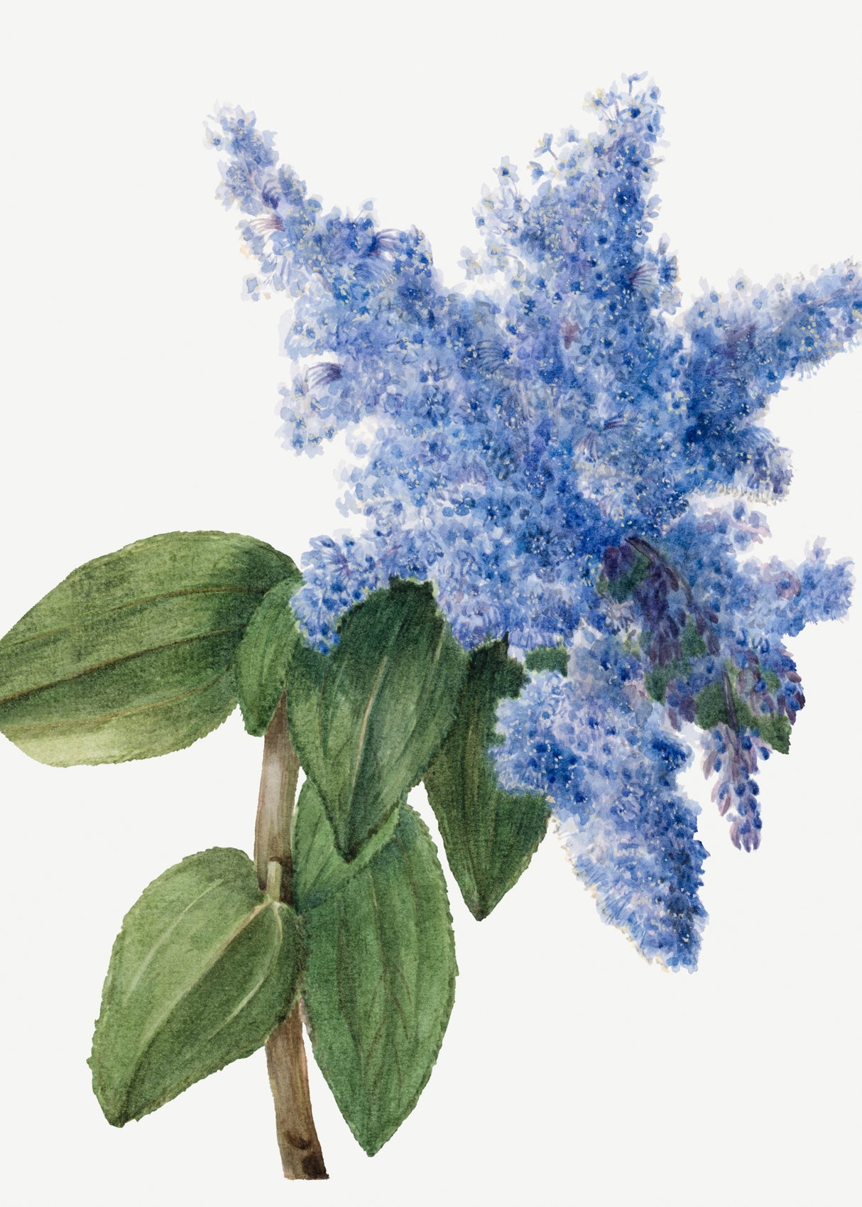 California Lilac (1935) Poster och Canvastavla