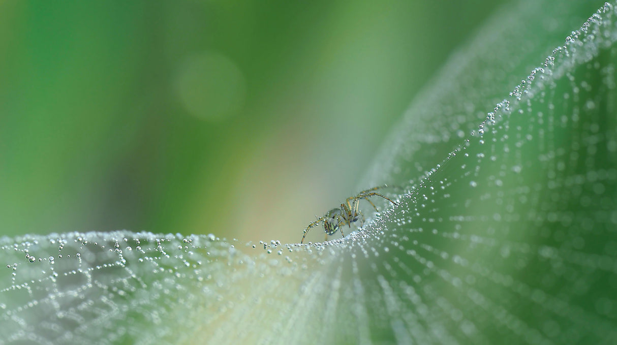 On pearls of diamonds... Poster och Canvastavla