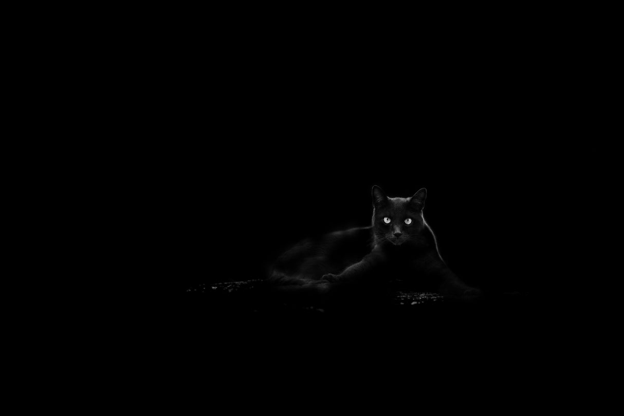 Cat Poster och Canvastavla