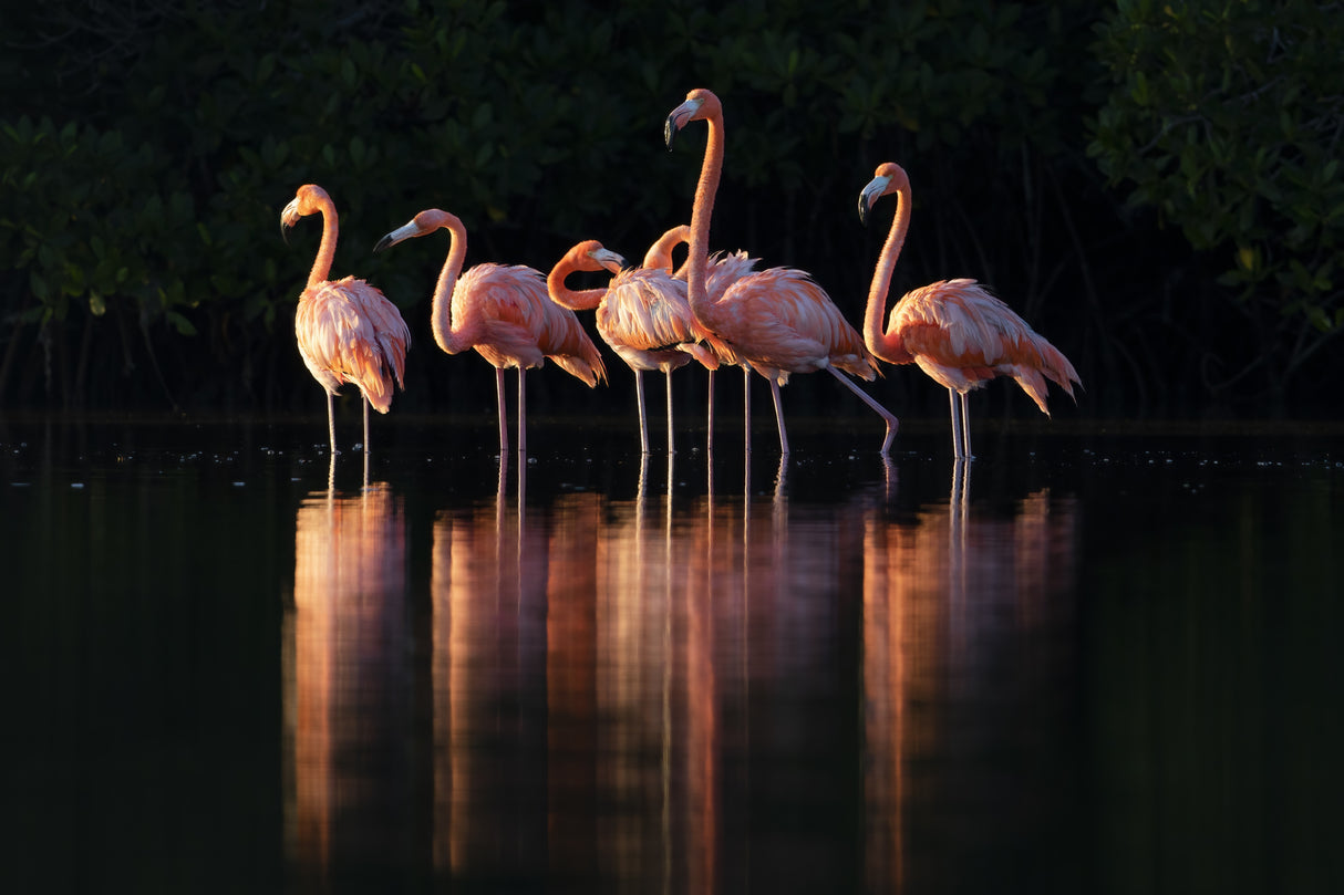 Pink Dawn Poster och Canvastavla