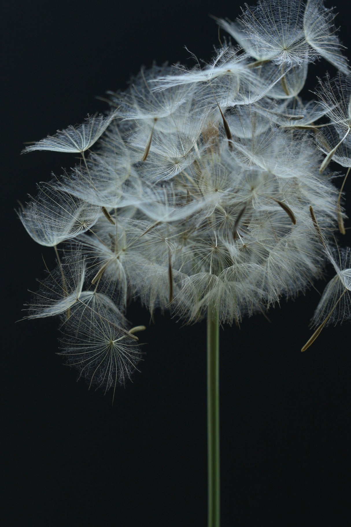 Salsify Seed Head Poster och Canvastavla