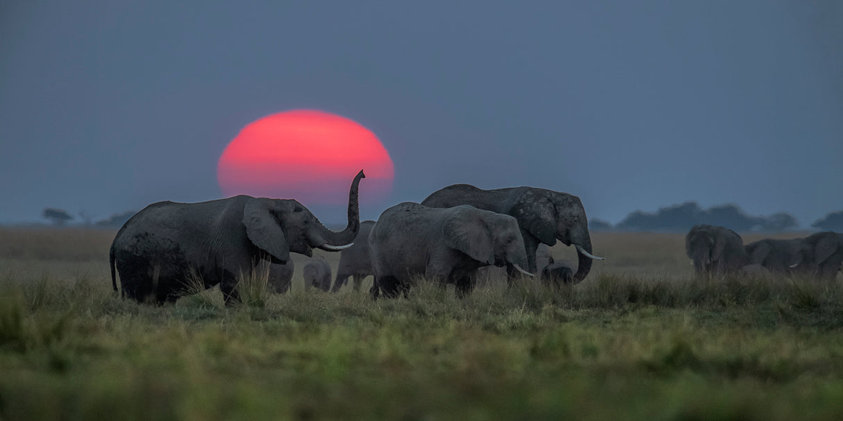 Elephant party under sunset Poster och Canvastavla