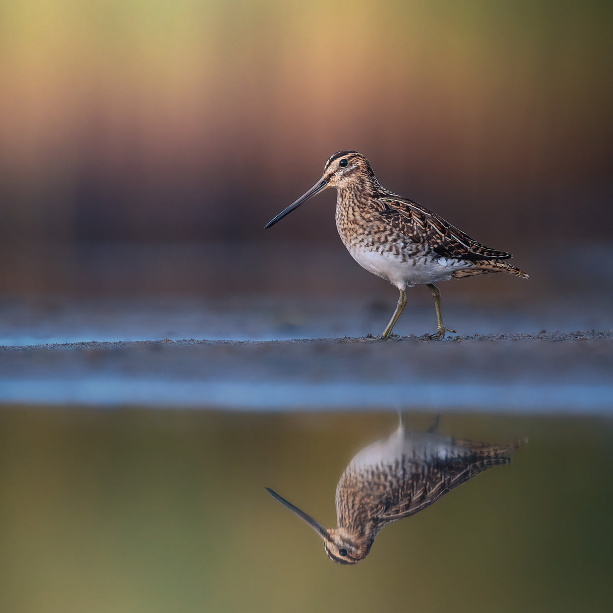 Common snipe with reflection and colorful background Poster och Canvastavla