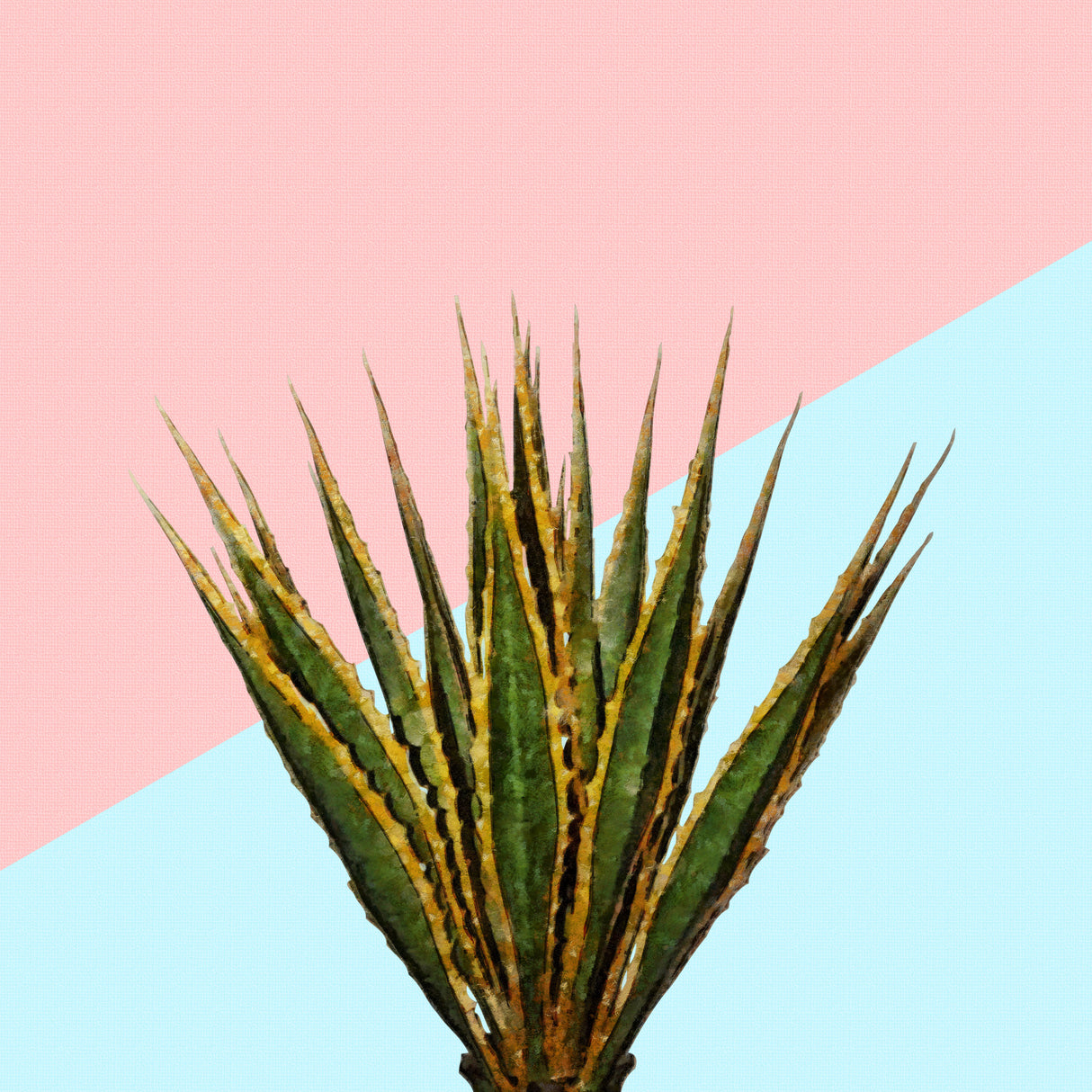 Agave 01 Poster och Canvastavla