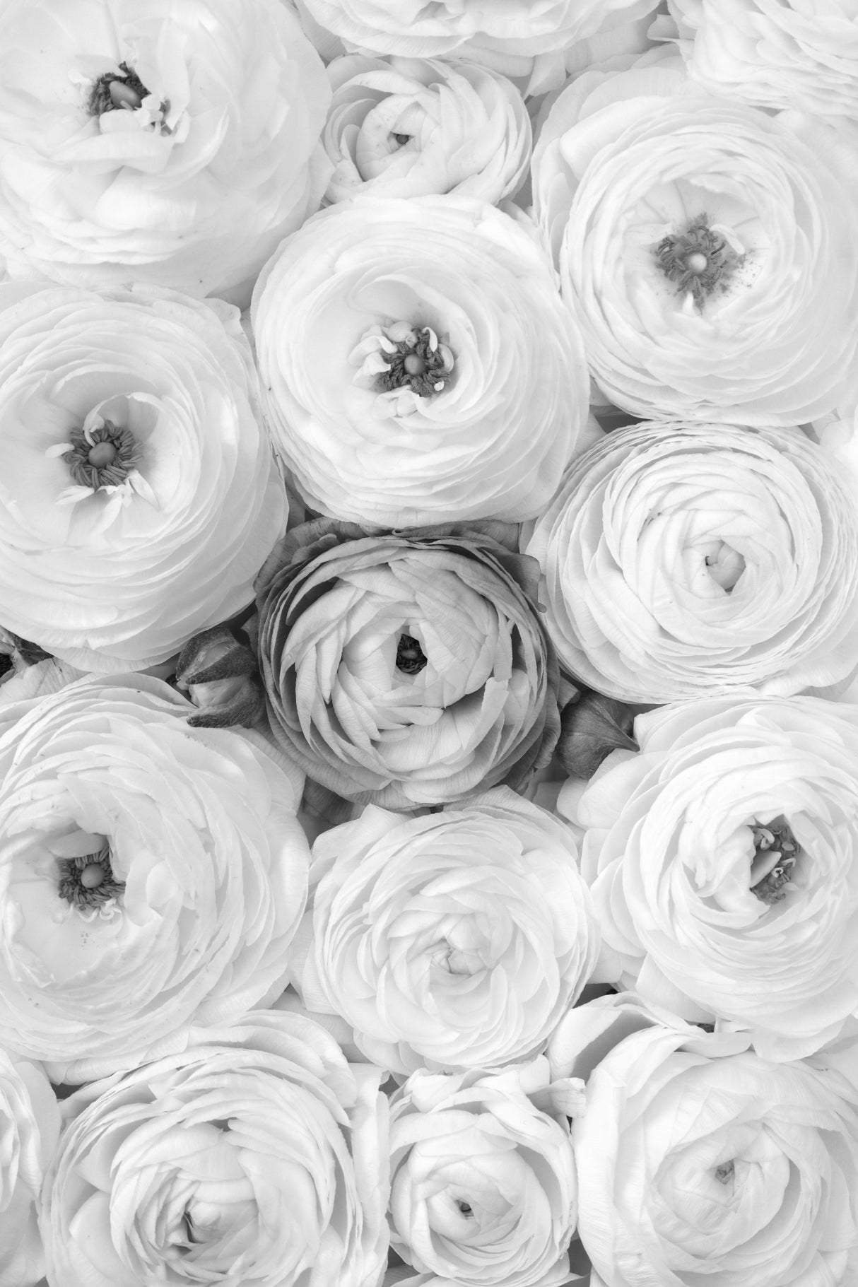 Singular ranunculus gray Poster och Canvastavla
