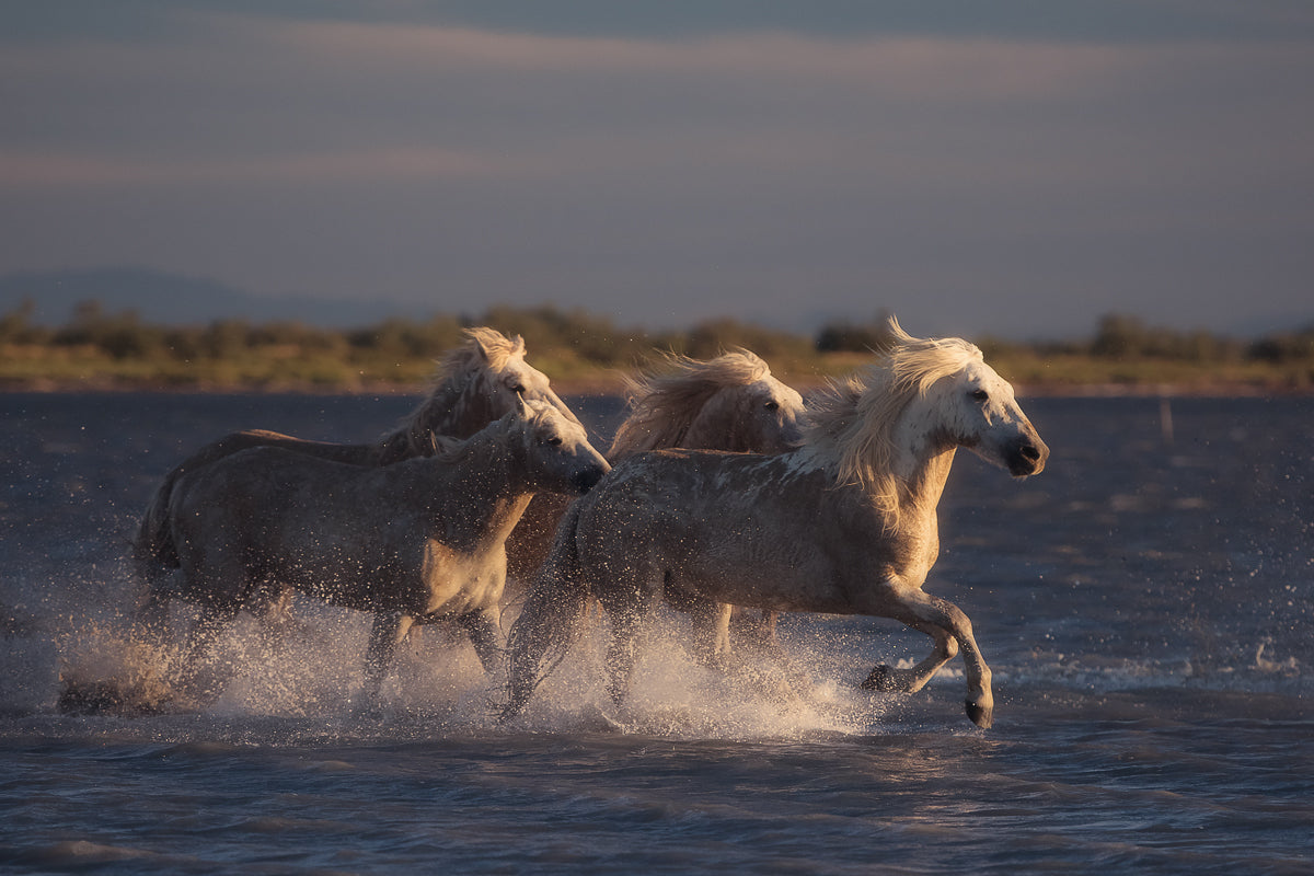 Angels of Camargue Poster och Canvastavla