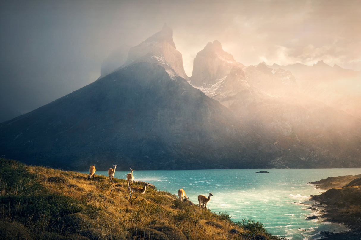 Alpaca at Torres de Paine Poster och Canvastavla
