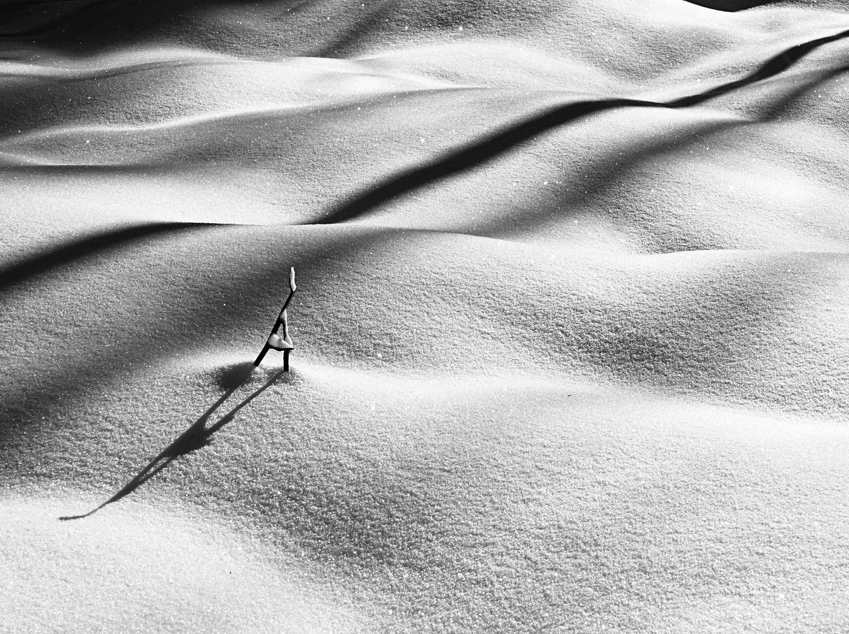 Snowshadows Poster och Canvastavla