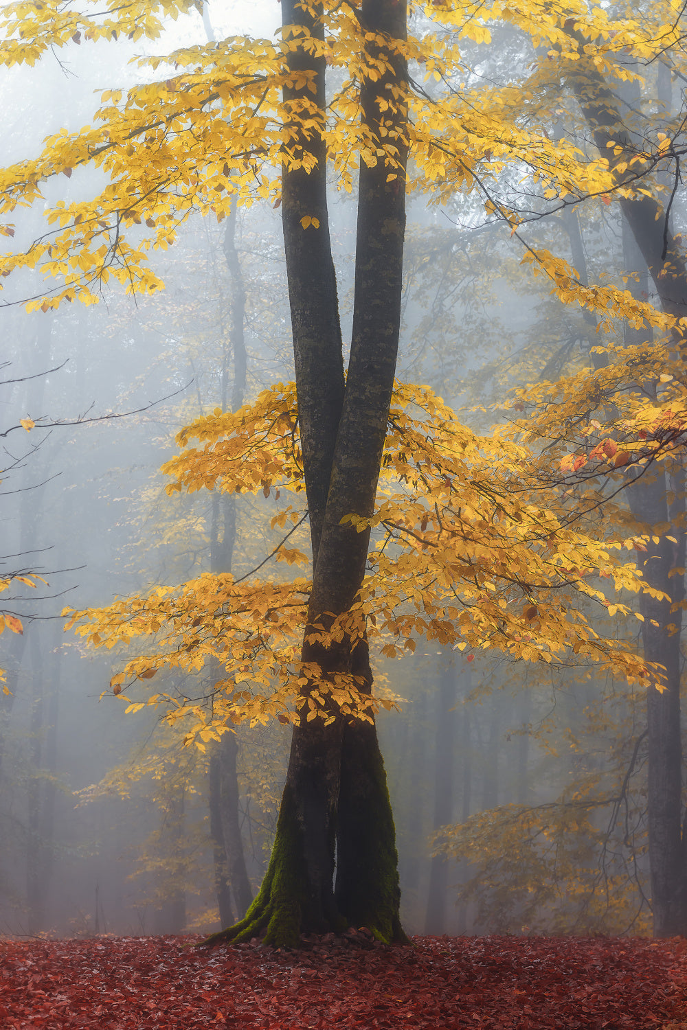 Loving trees Poster och Canvastavla