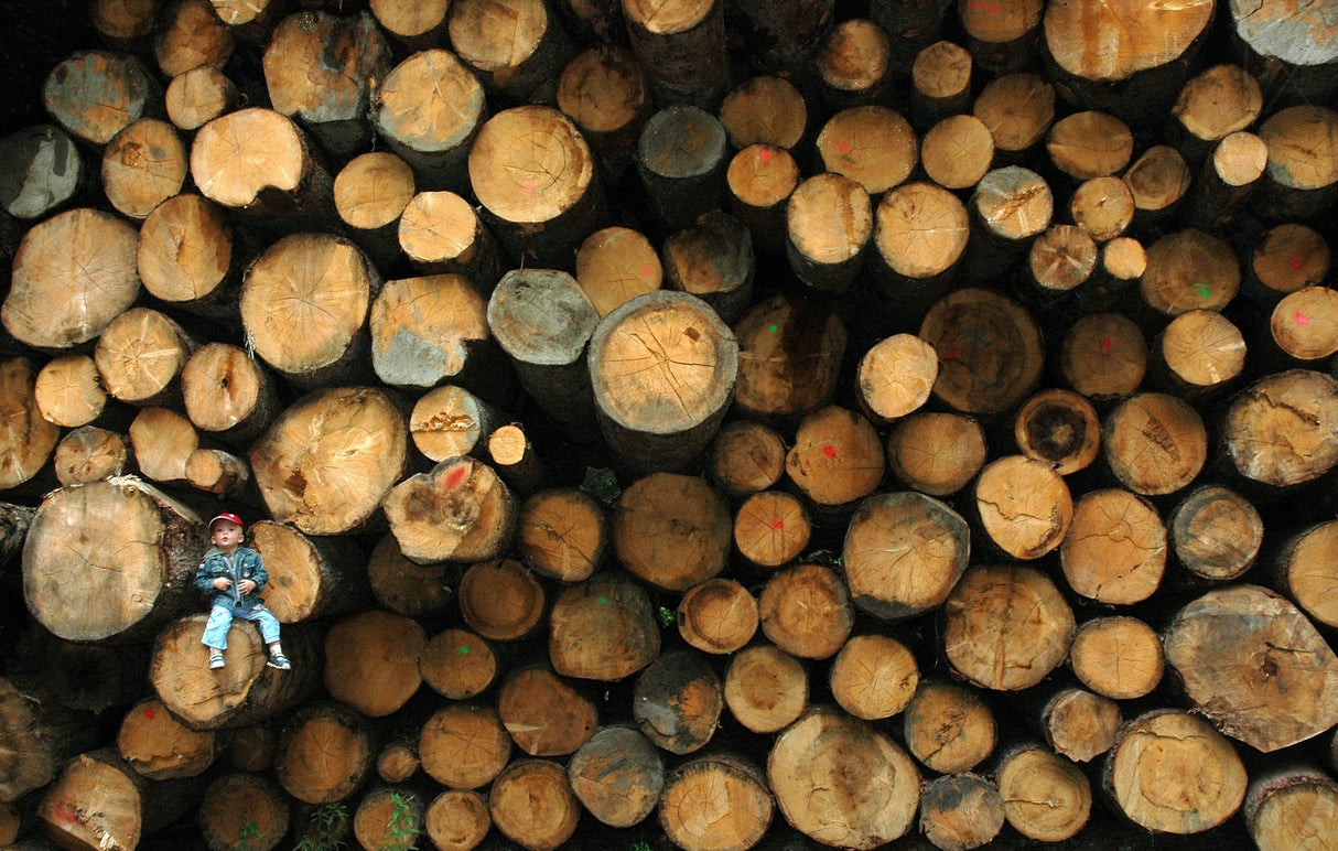 deforestation Poster och Canvastavla