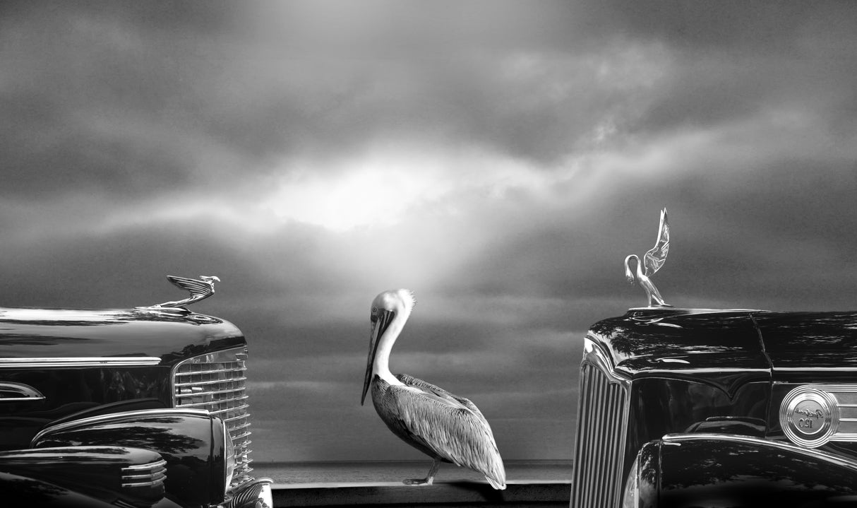 COMTEMPLATING THE PELICAN Poster och Canvastavla