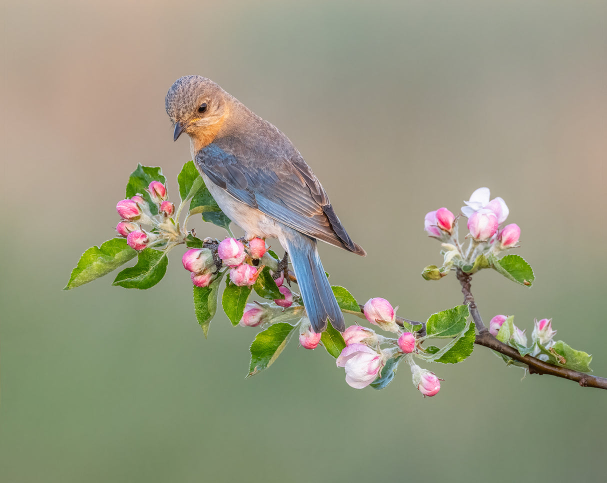Eastern Bluebird Poster och Canvastavla