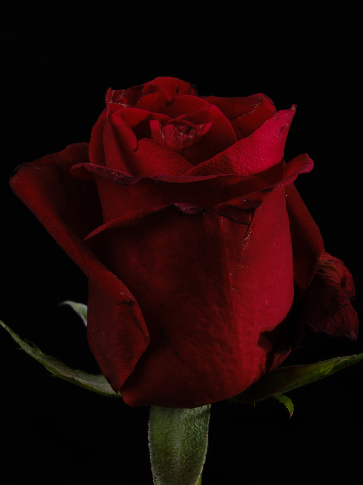 a beautiful red rose Poster och Canvastavla