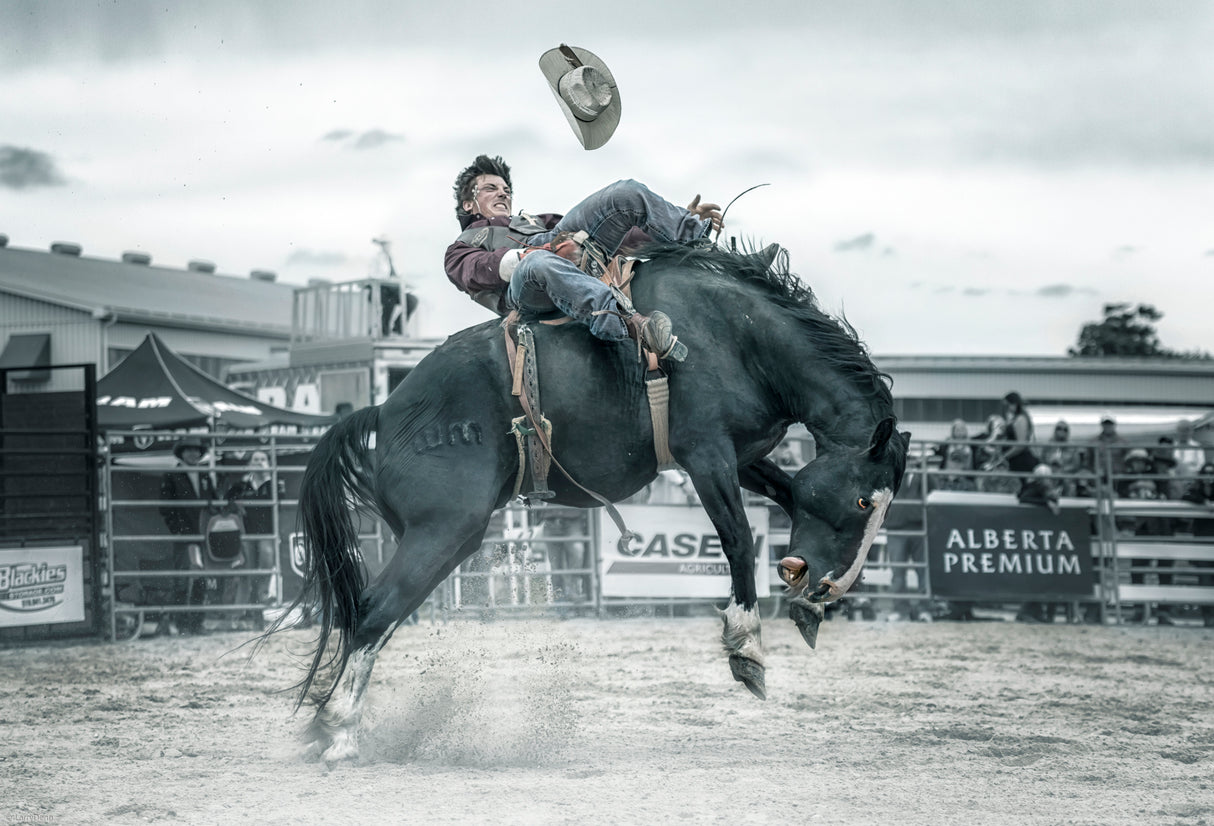 Cowboy in action Poster och Canvastavla