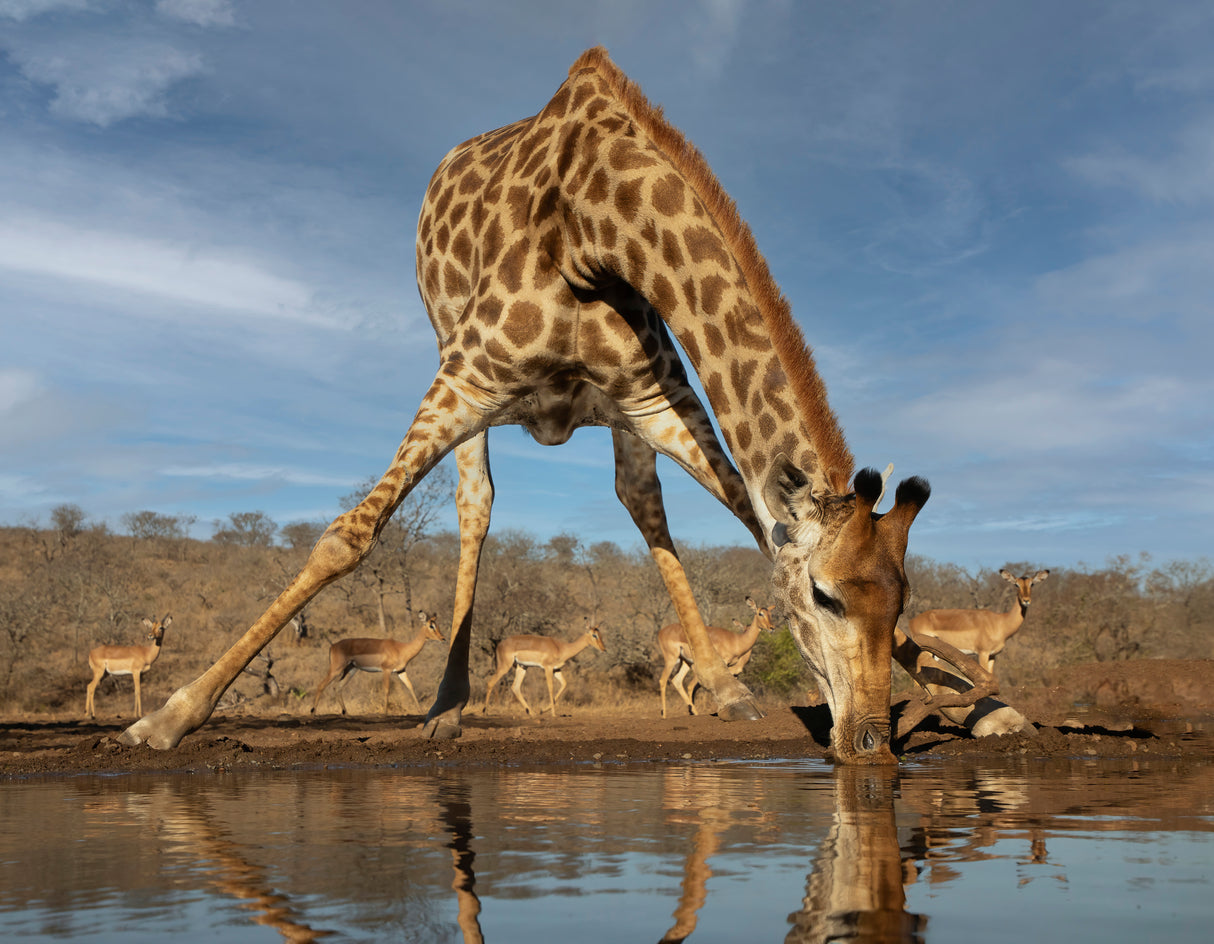 Giraffe Having a Drink Poster och Canvastavla