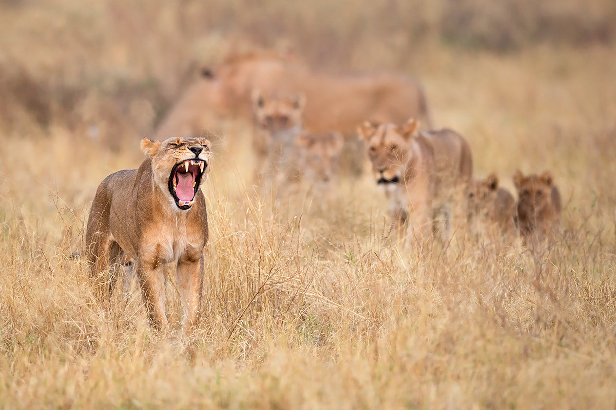 Roar!! Poster och Canvastavla