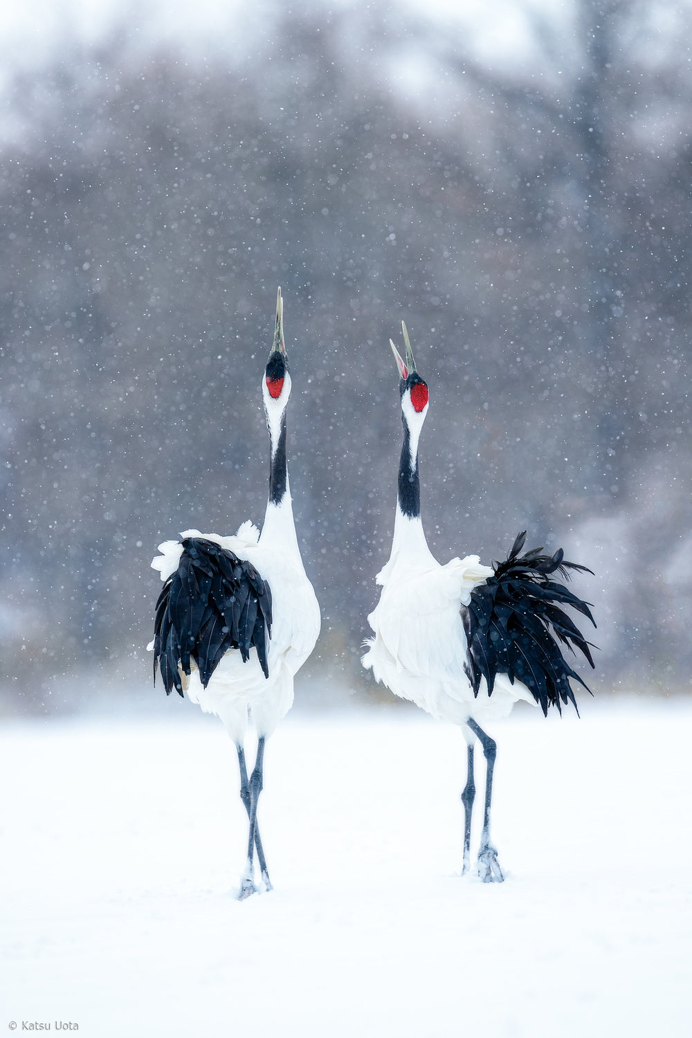 Tsuru (Crane), pair Poster och Canvastavla