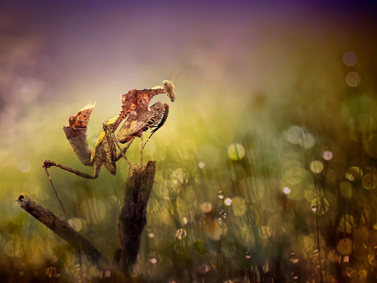 Mantis in Colorful World Poster och Canvastavla