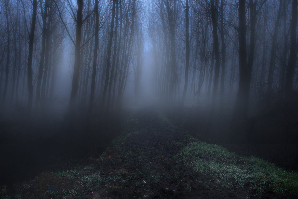 the foggy forest Poster och Canvastavla
