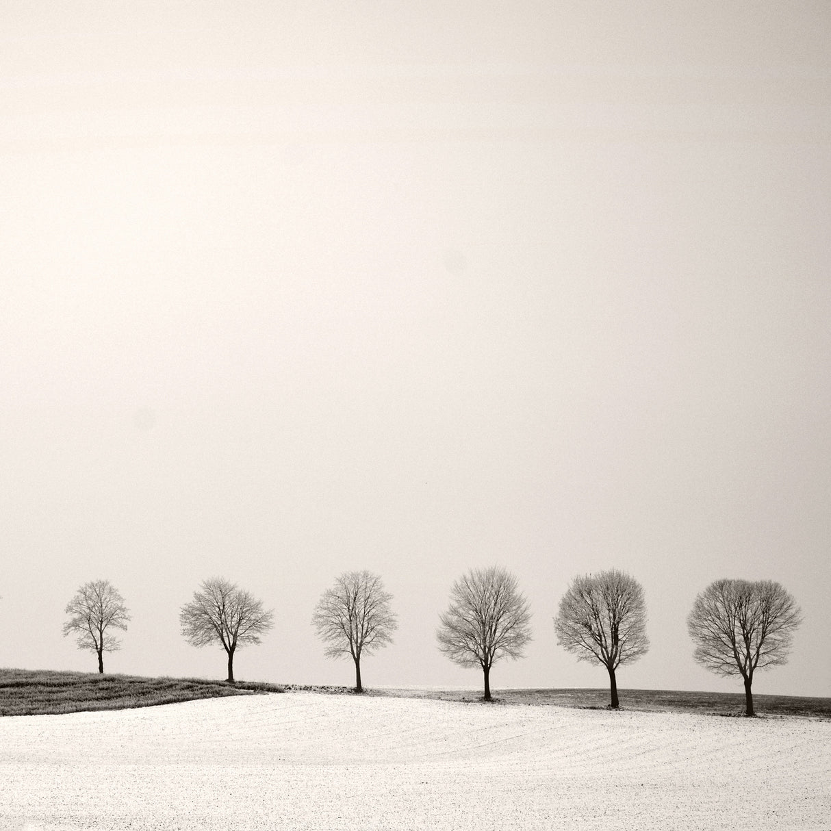 Tree Line Poster och Canvastavla