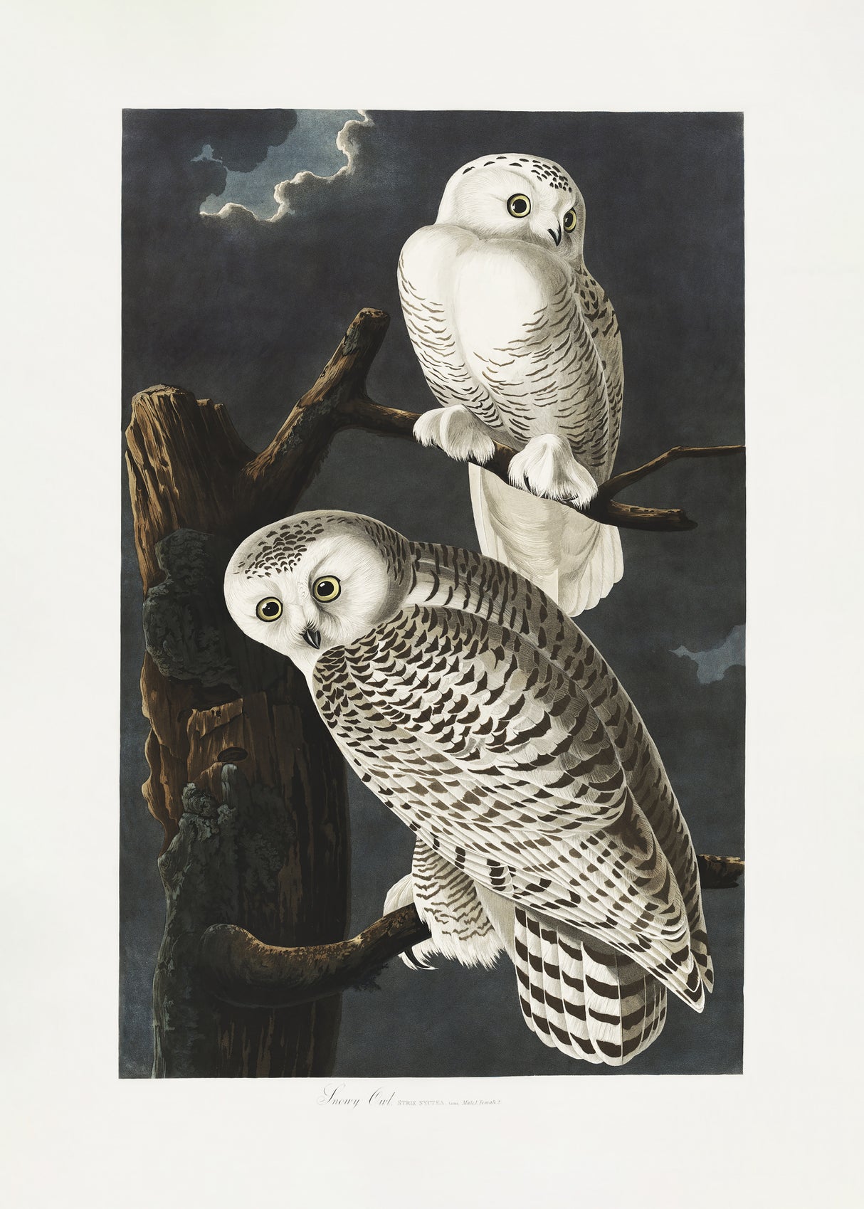 Snowy Owl From Birds of America (1827) Poster och Canvastavla