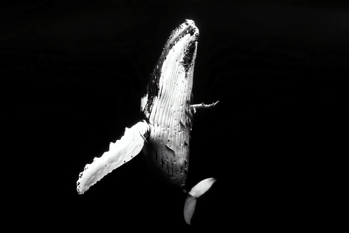 Whale season Poster och Canvastavla