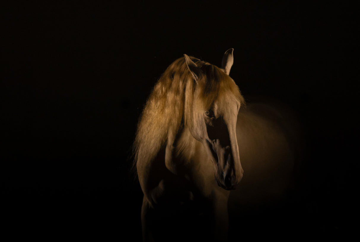 gold horse Poster och Canvastavla