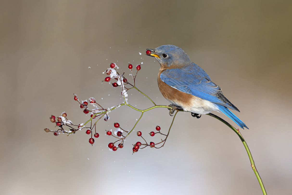 Blue bird in winter Poster och Canvastavla