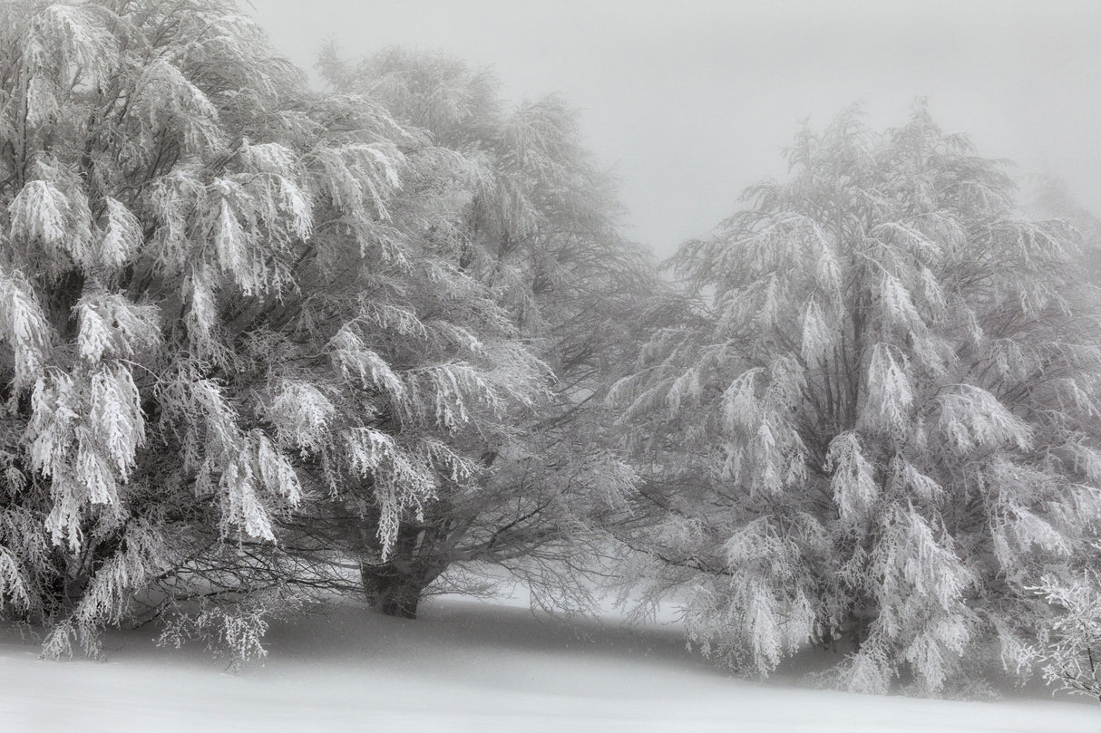 Snow-covered trees Poster och Canvastavla