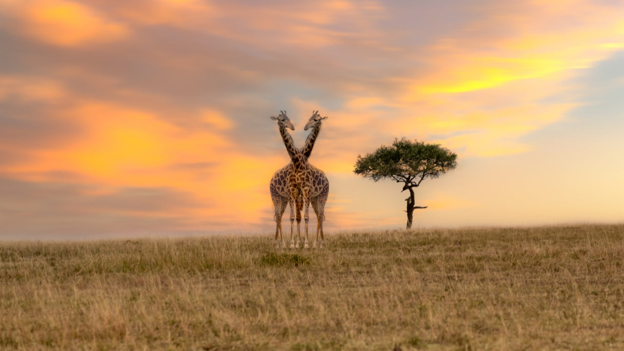 African Savannah Giraffe Poster och Canvastavla