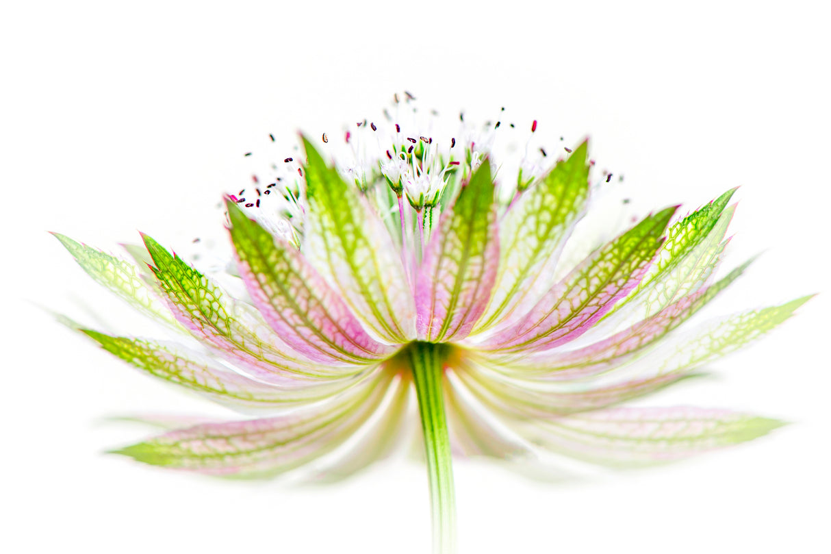 Astrantia major Poster och Canvastavla