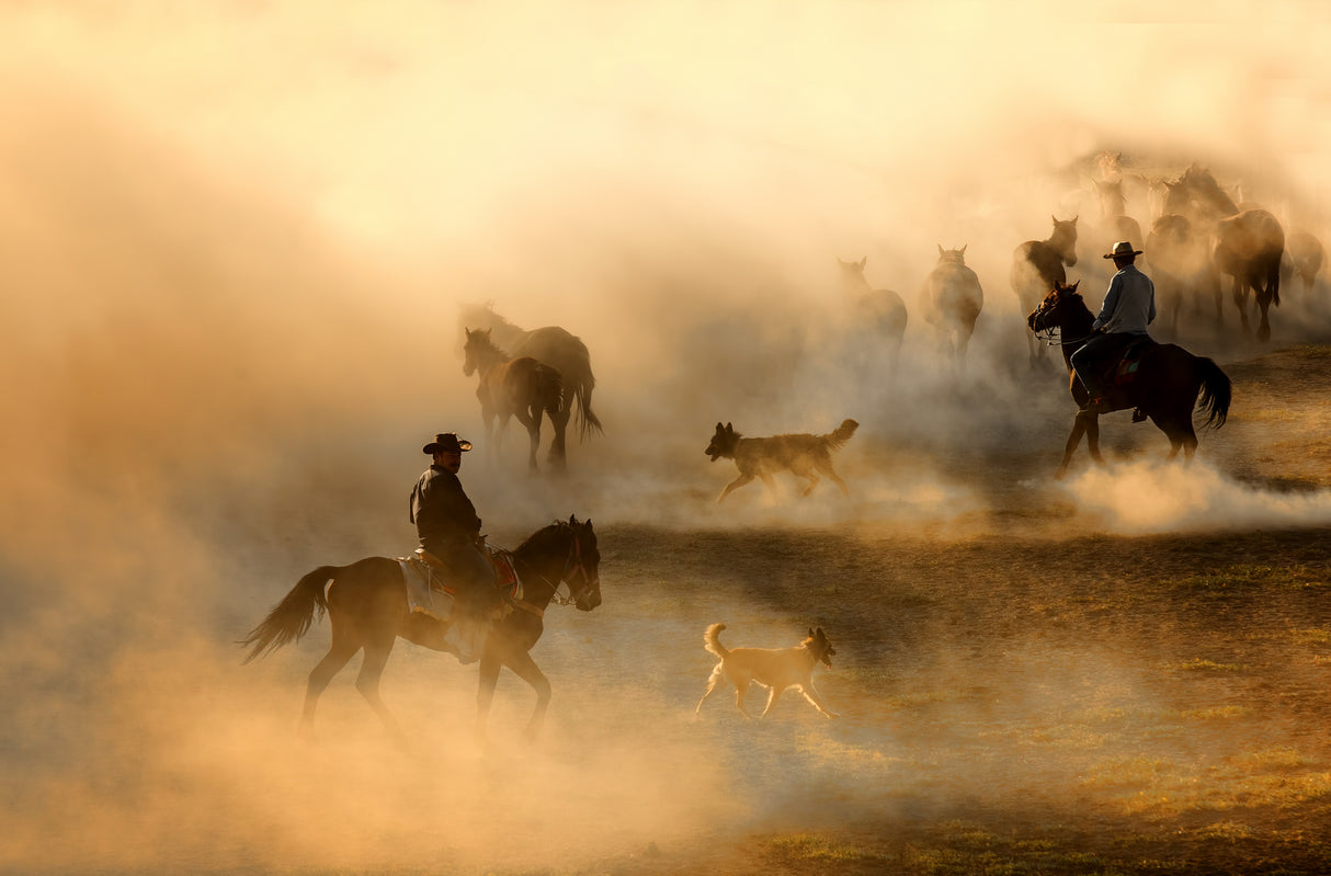 horses Poster och Canvastavla