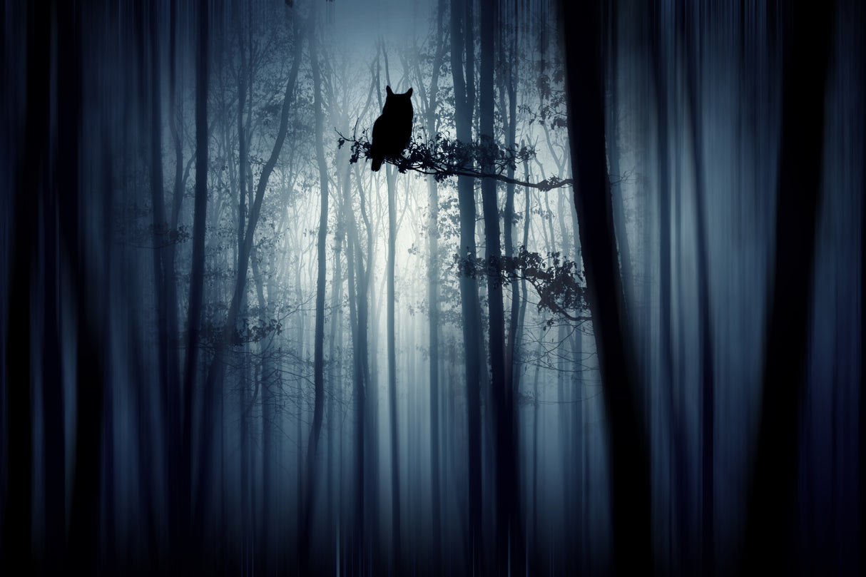 In the forest Poster och Canvastavla