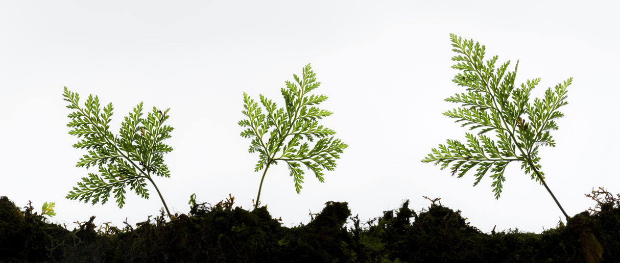 Fern Detail Poster och Canvastavla