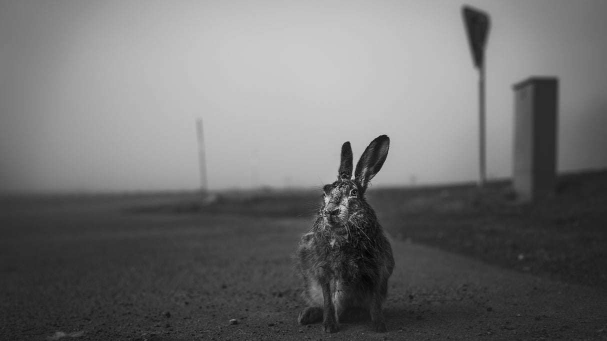 Bruised hare Poster och Canvastavla