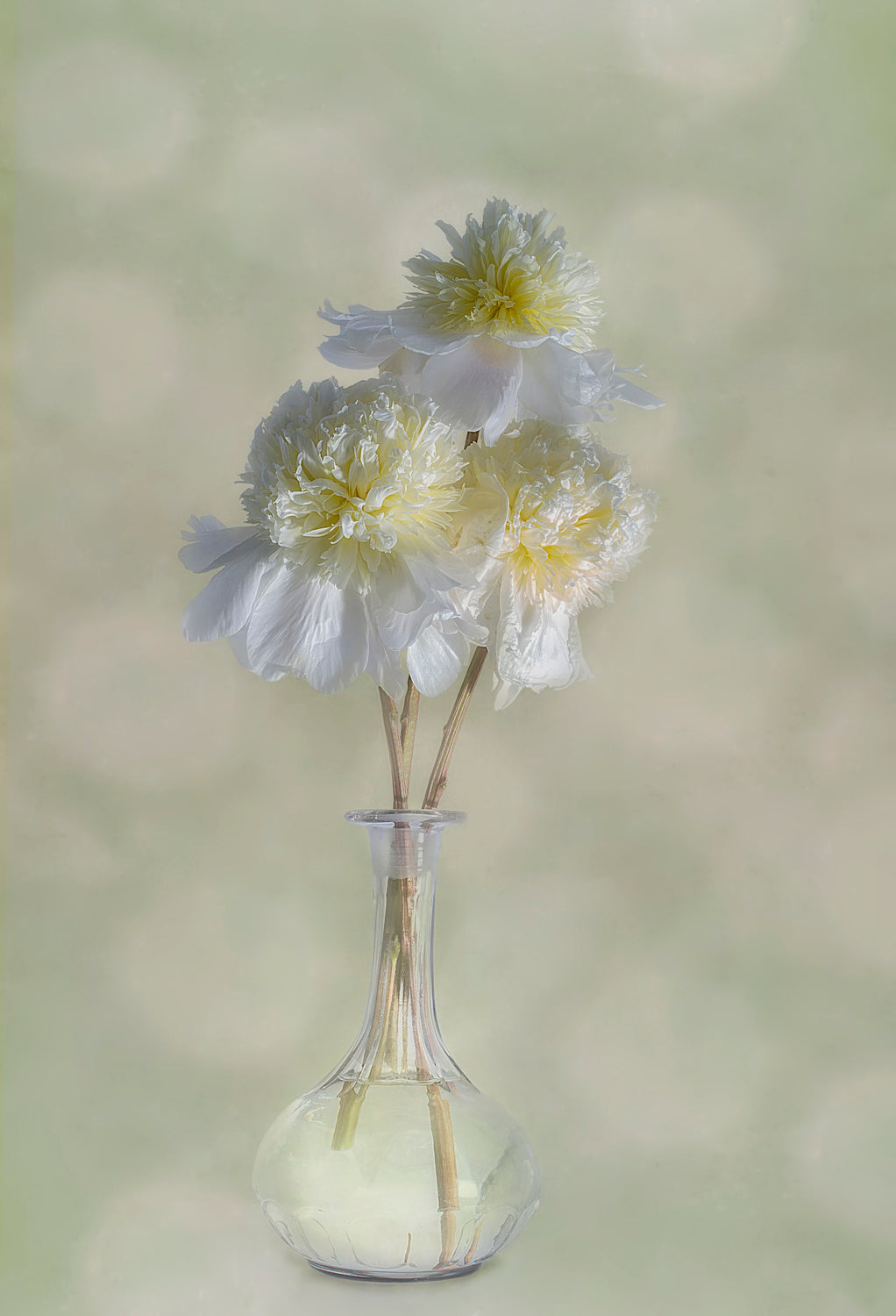 Peonies Poster och Canvastavla